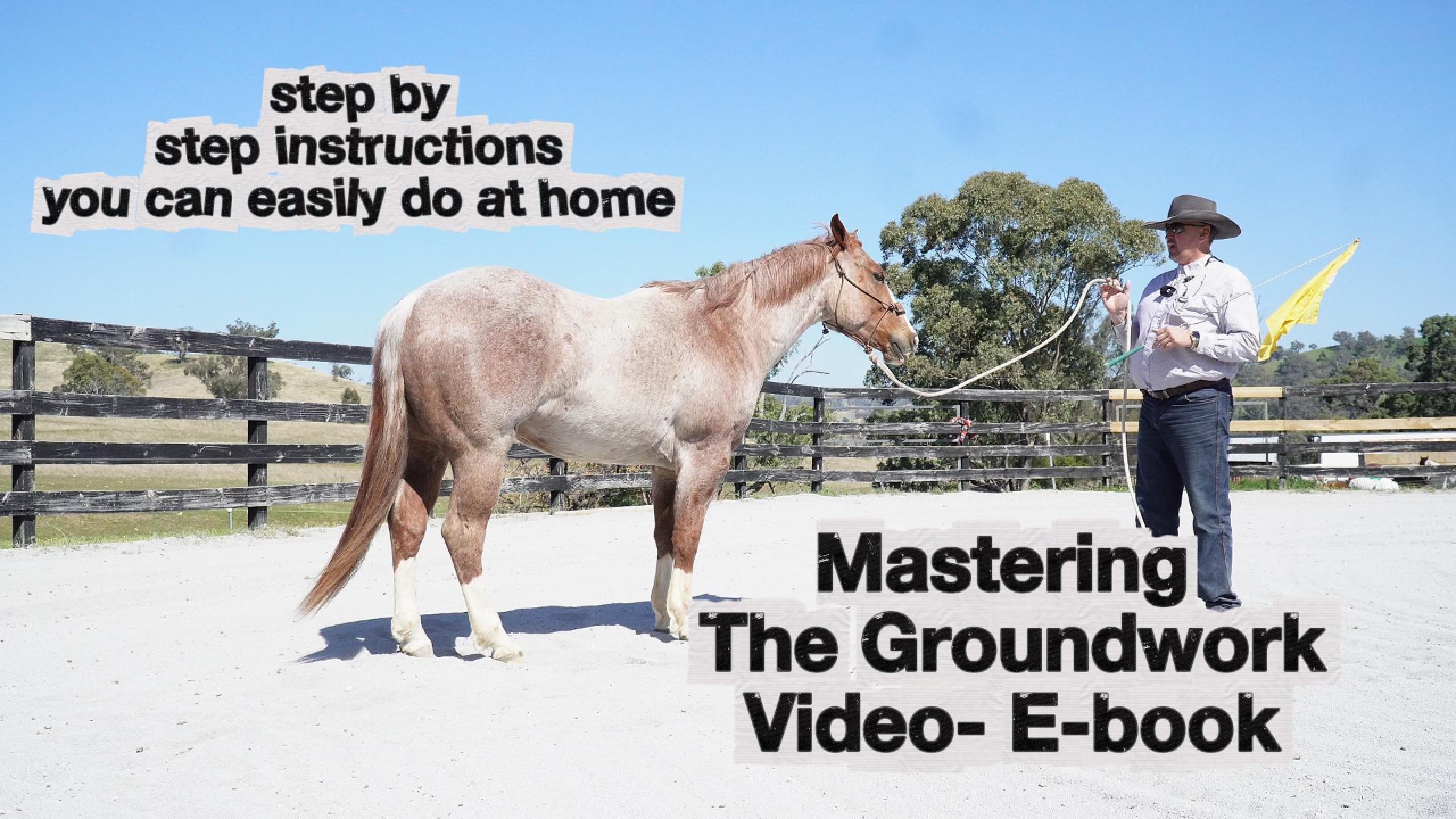 Essential Groundwork exercises for a willing, respectful horse